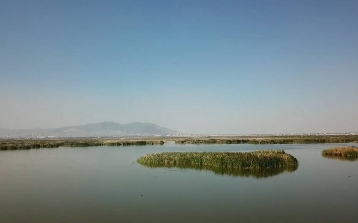 Parque Ecológico Lago De Texcoco Reporta Avance Del 70 Por Ciento El Sol De México Noticias 8877